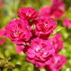 Landscape Rose bush 'The Fairy Rubra'